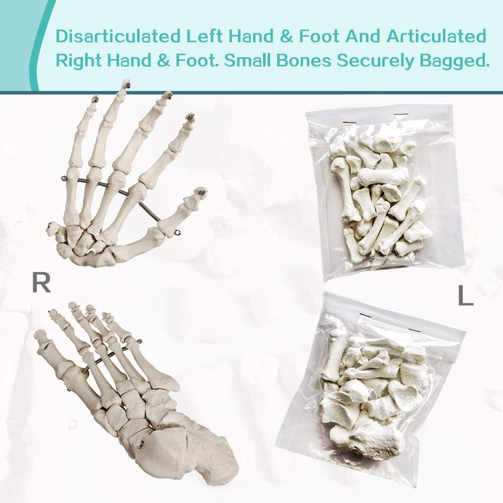 Disarticulated Full Size Male Skeleton Models for Anatomy with Poster,Skull, Bones, Articulated Hand & Foot