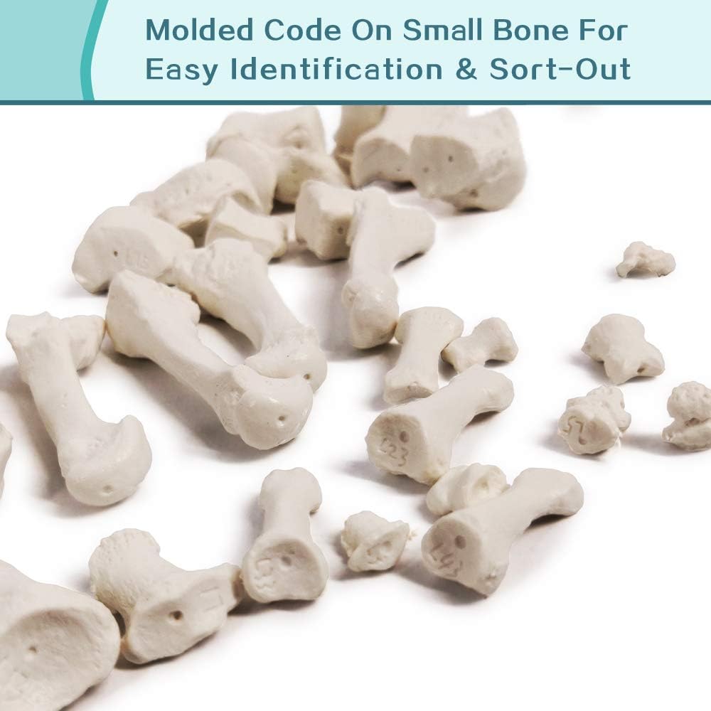 Disarticulated Full Size Male Skeleton Models for Anatomy with Poster,Skull, Bones, Articulated Hand & Foot