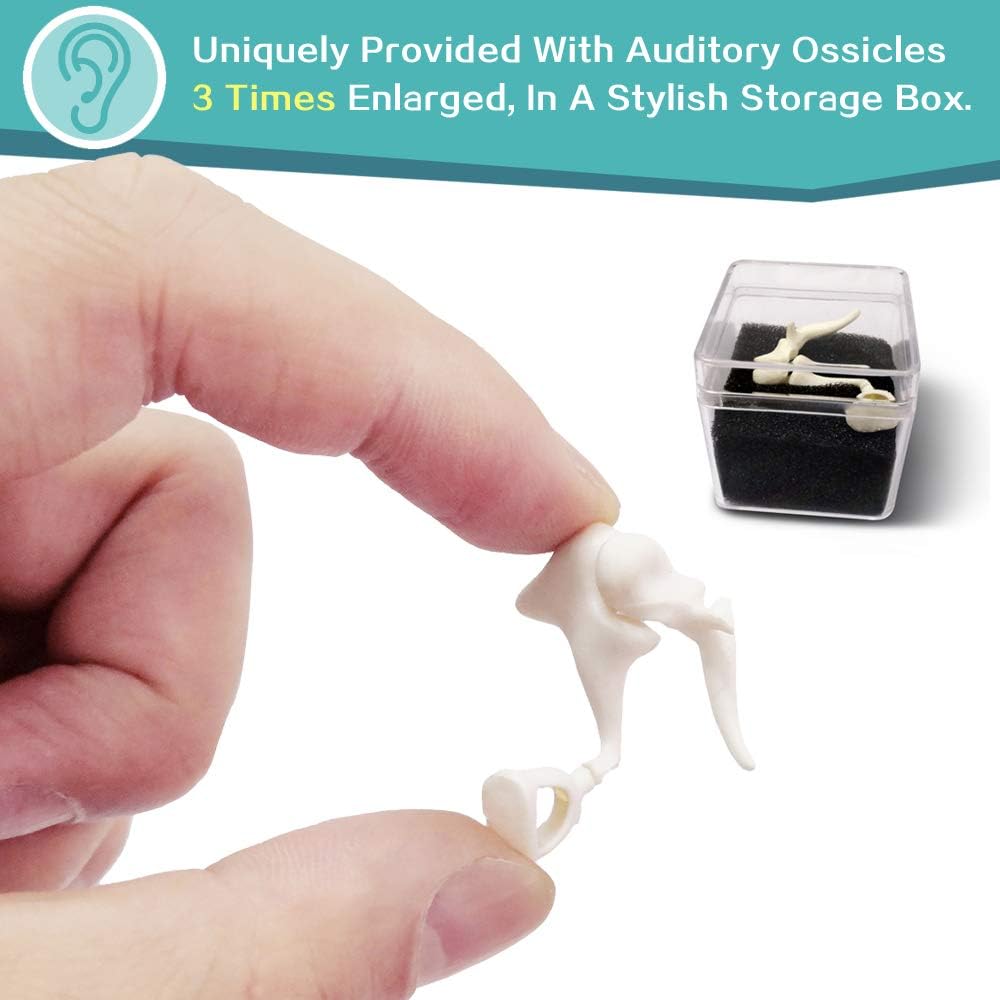 Disarticulated Full Size Male Skeleton Models for Anatomy with Poster,Skull, Bones, Articulated Hand & Foot