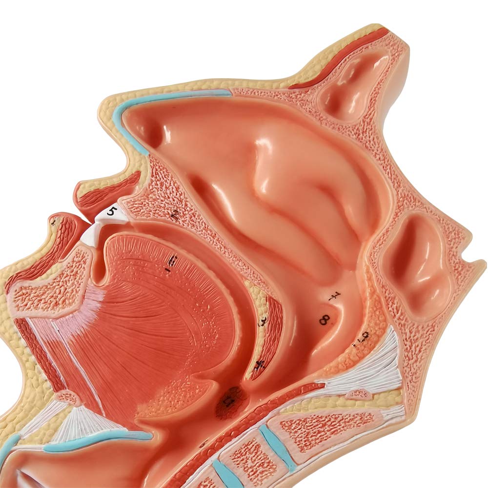 Evotech Life Size Nasal Oral Cavity Throat 1:1 Human Nasopharynx Laryngopharyngeal Nasal Cavity, Oral Cavity, Pharynx, Larynx, Anatomical Model
