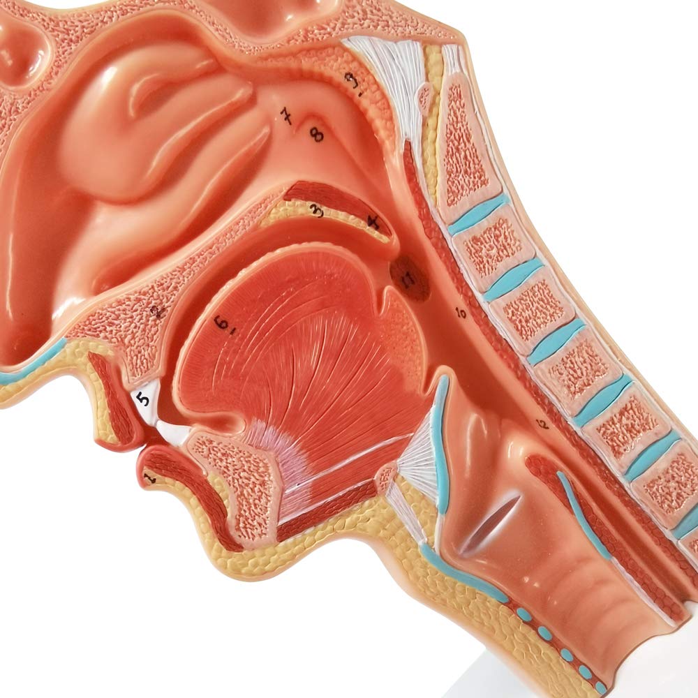 Evotech Life Size Nasal Oral Cavity Throat 1:1 Human Nasopharynx Laryngopharyngeal Nasal Cavity, Oral Cavity, Pharynx, Larynx, Anatomical Model