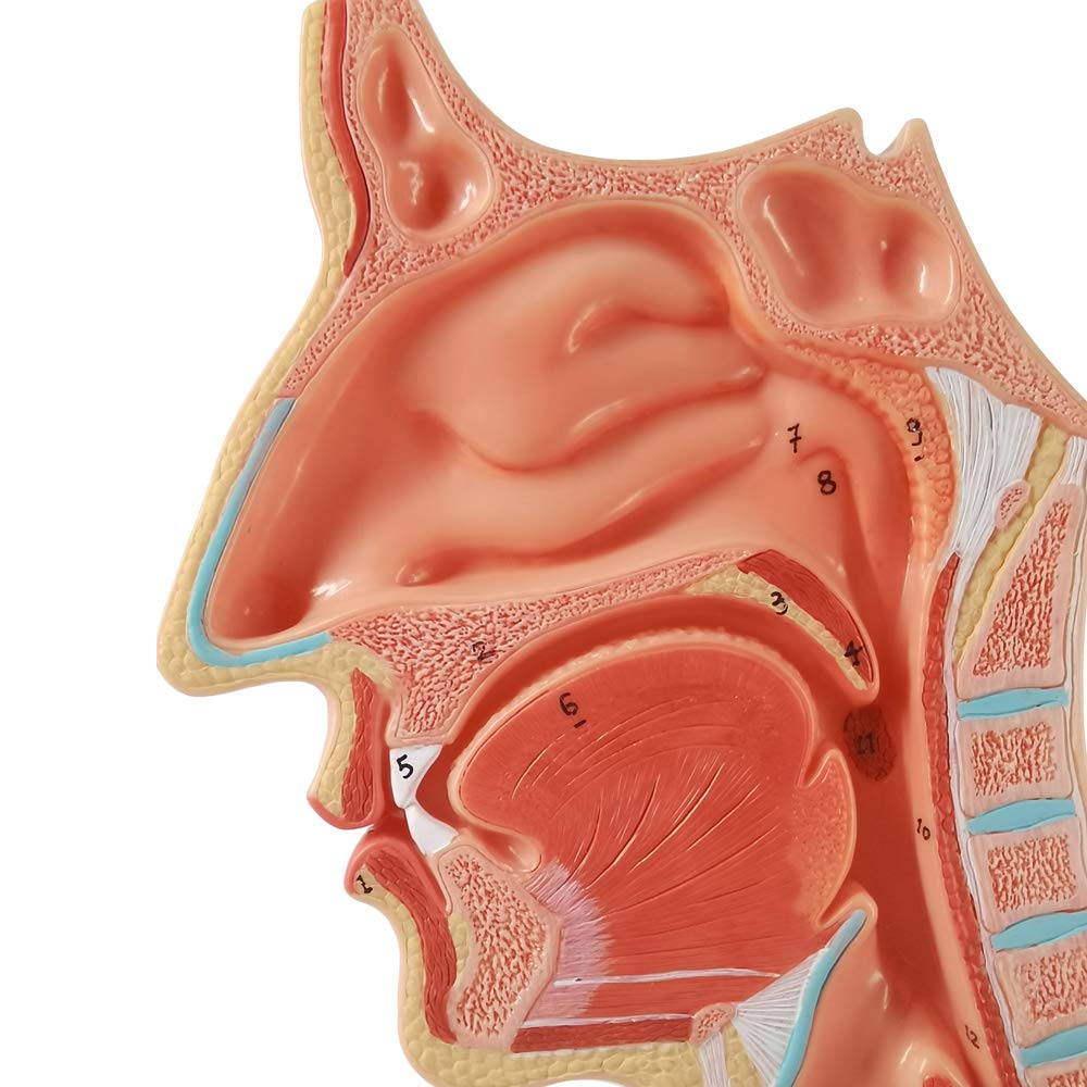 Evotech Life Size Nasal Oral Cavity Throat 1:1 Human Nasopharynx Laryngopharyngeal Nasal Cavity, Oral Cavity, Pharynx, Larynx, Anatomical Model