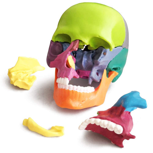 Evotech Scientific 15 Parts Palm-Sized Anatomy Exploded Detachable Human Skull Model