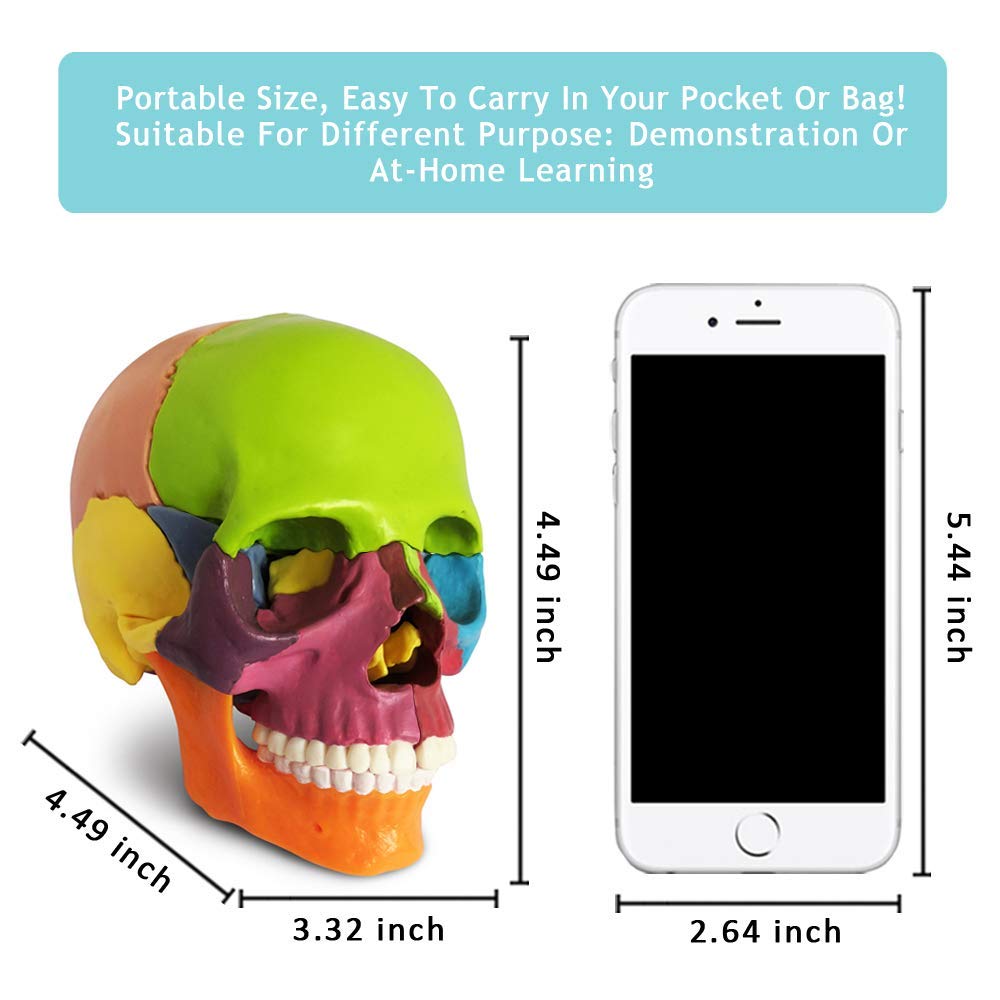 Evotech Scientific 15 Parts Palm-Sized Anatomy Exploded Detachable Human Skull Model