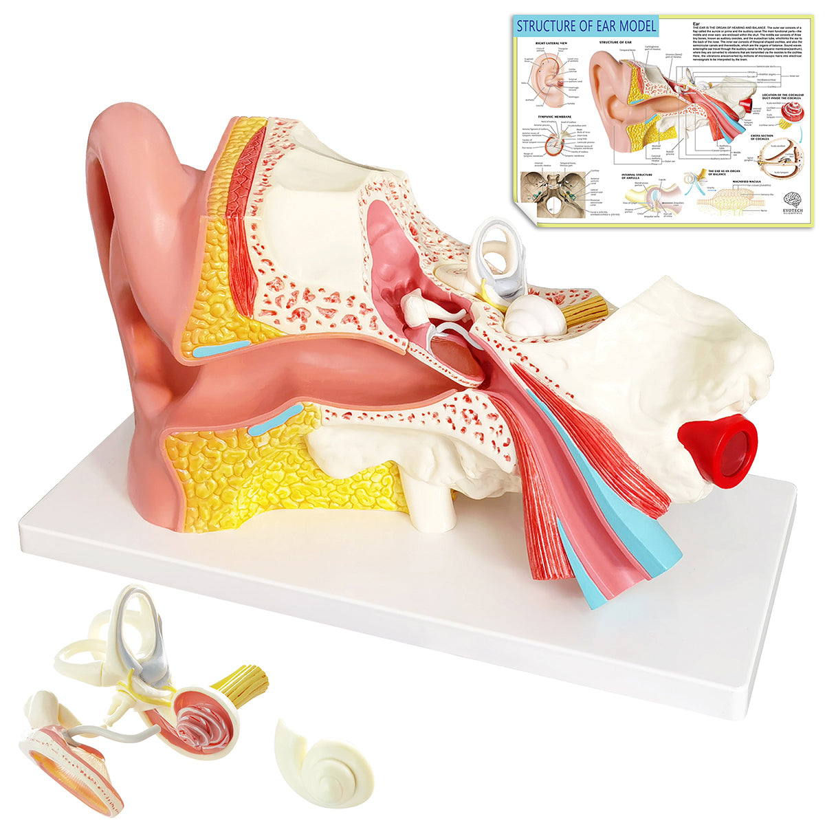 Evotech Scientific 3 Times Enlarged Human Ear Model with 3 Parts Showing Major Regions of The Ear