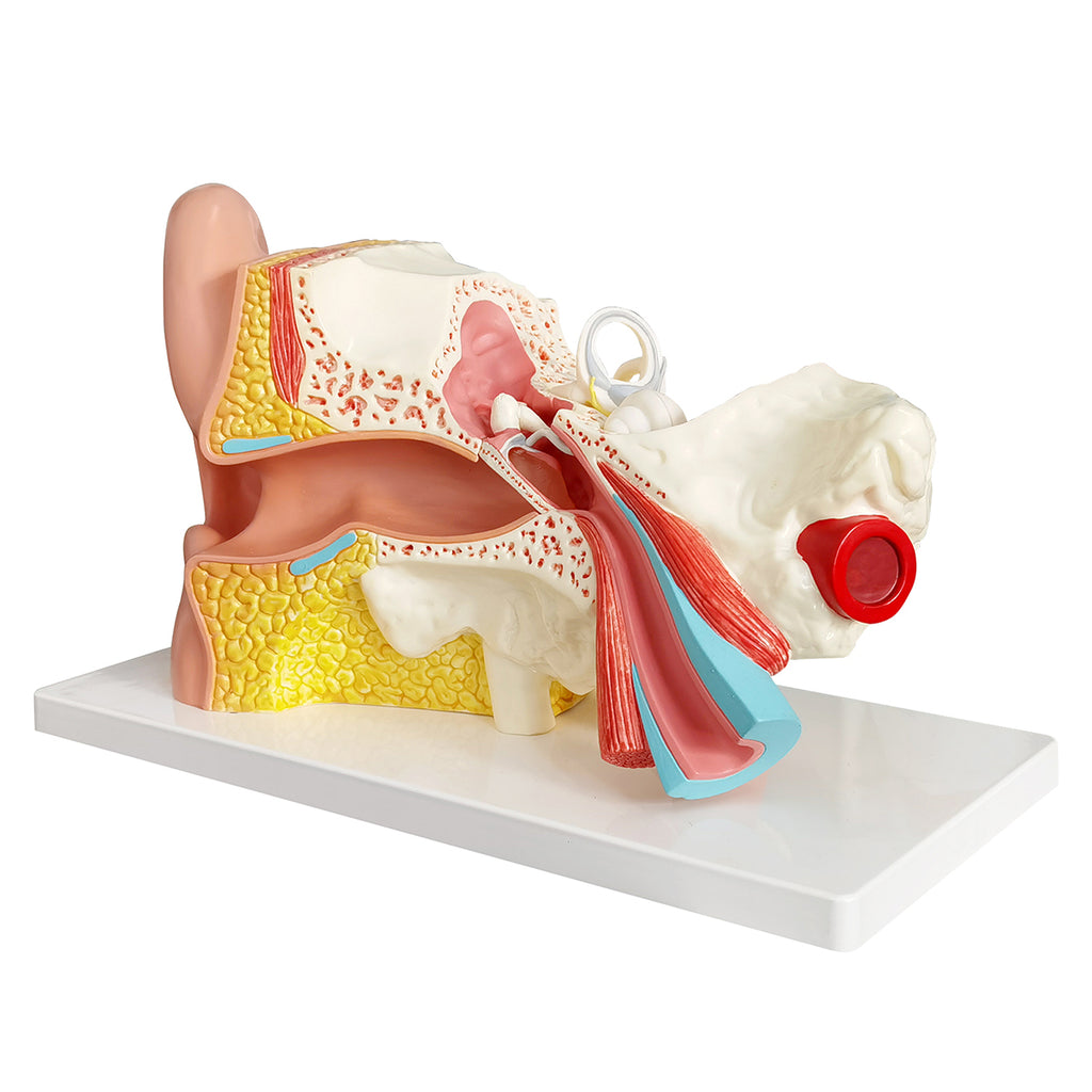 Evotech Scientific 3 Times Enlarged Human Ear Model with 3 Parts Showing Major Regions of The Ear