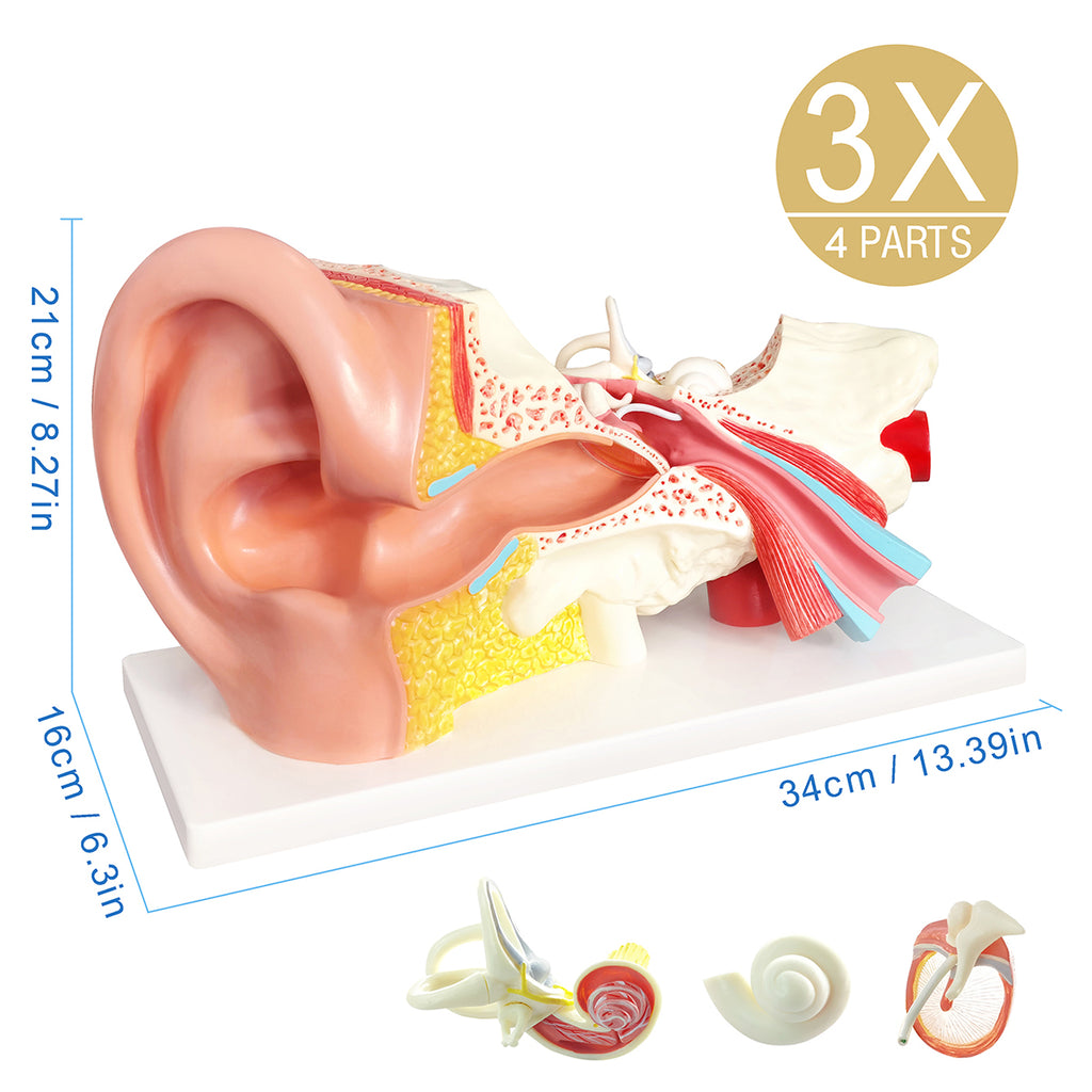 Evotech Scientific 3 Times Enlarged Human Ear Model with 3 Parts Showing Major Regions of The Ear