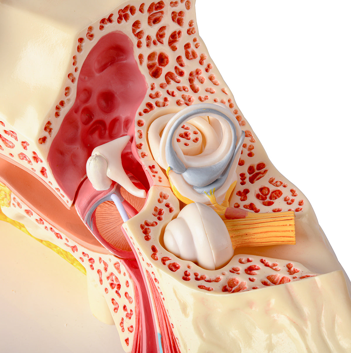 Evotech Scientific 3 Times Enlarged Human Ear Model with 3 Parts Showing Major Regions of The Ear