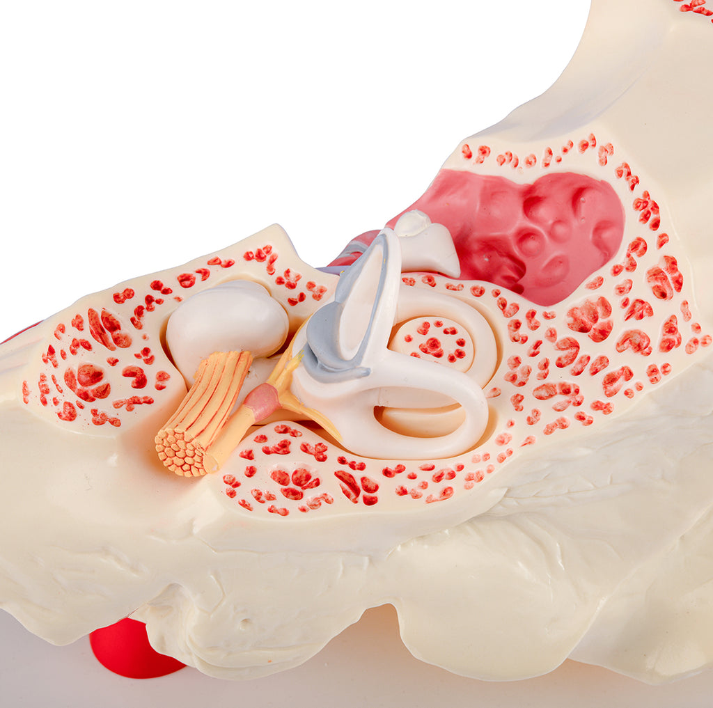 Evotech Scientific 3 Times Enlarged Human Ear Model with 3 Parts Showing Major Regions of The Ear
