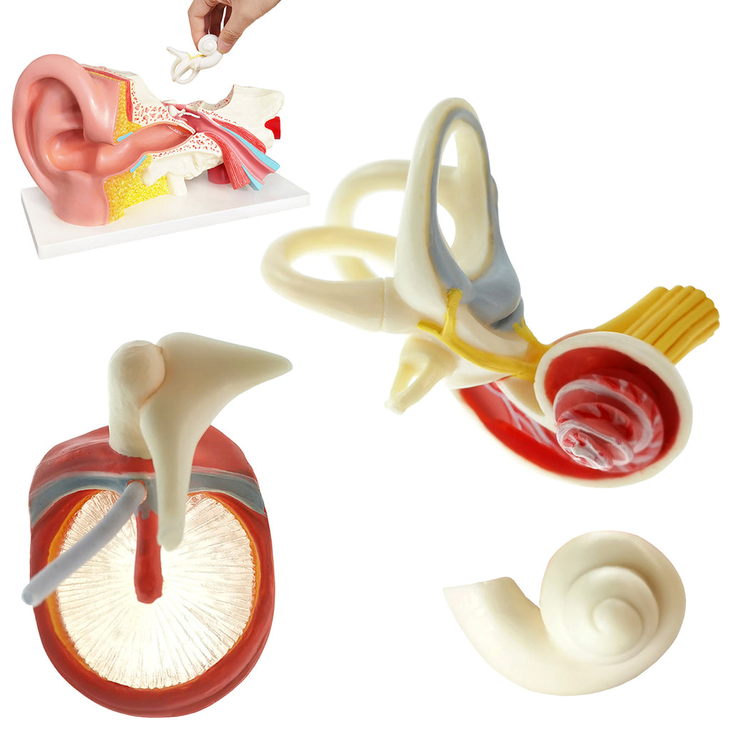 Evotech Scientific 3 Times Enlarged Human Ear Model with 3 Parts Showing Major Regions of The Ear