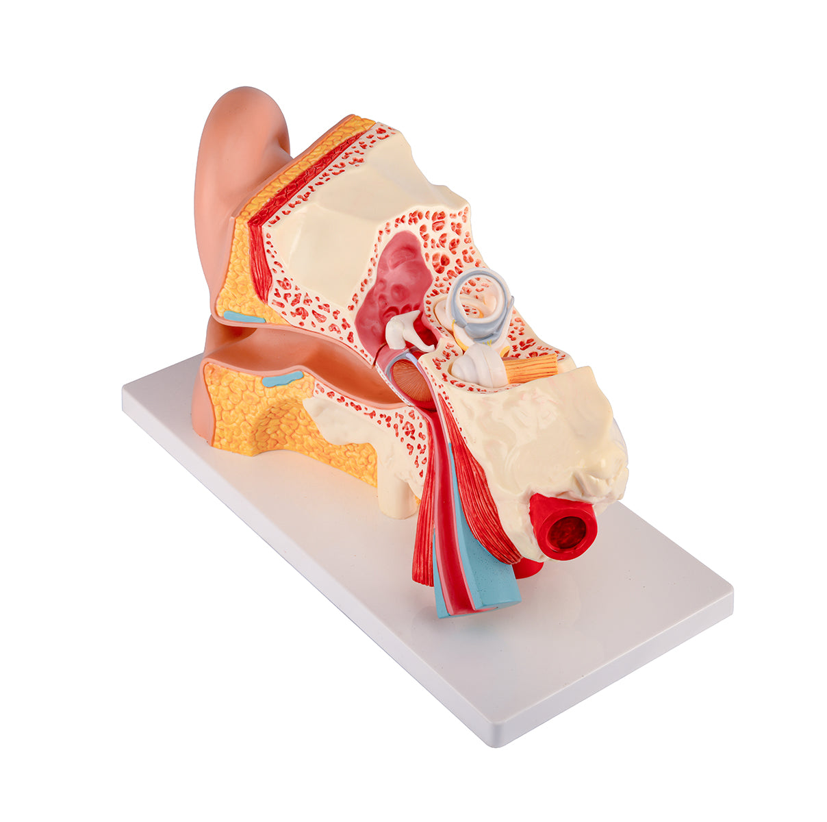 Evotech Scientific 3 Times Enlarged Human Ear Model with 3 Parts Showing Major Regions of The Ear