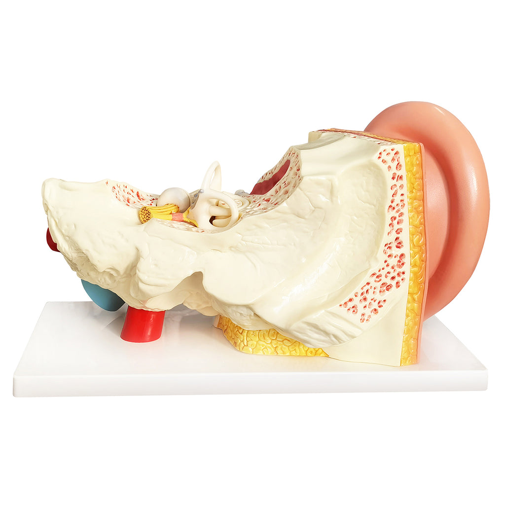 Evotech Scientific 3 Times Enlarged Human Ear Model with 3 Parts Showing Major Regions of The Ear