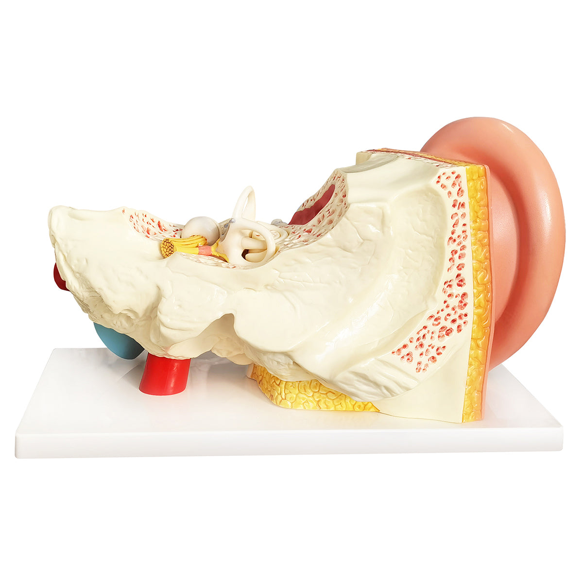 Evotech Scientific 3 Times Enlarged Human Ear Model with 3 Parts Showing Major Regions of The Ear