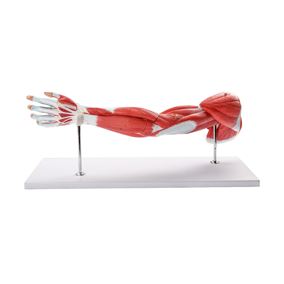 Human Arms Muscles