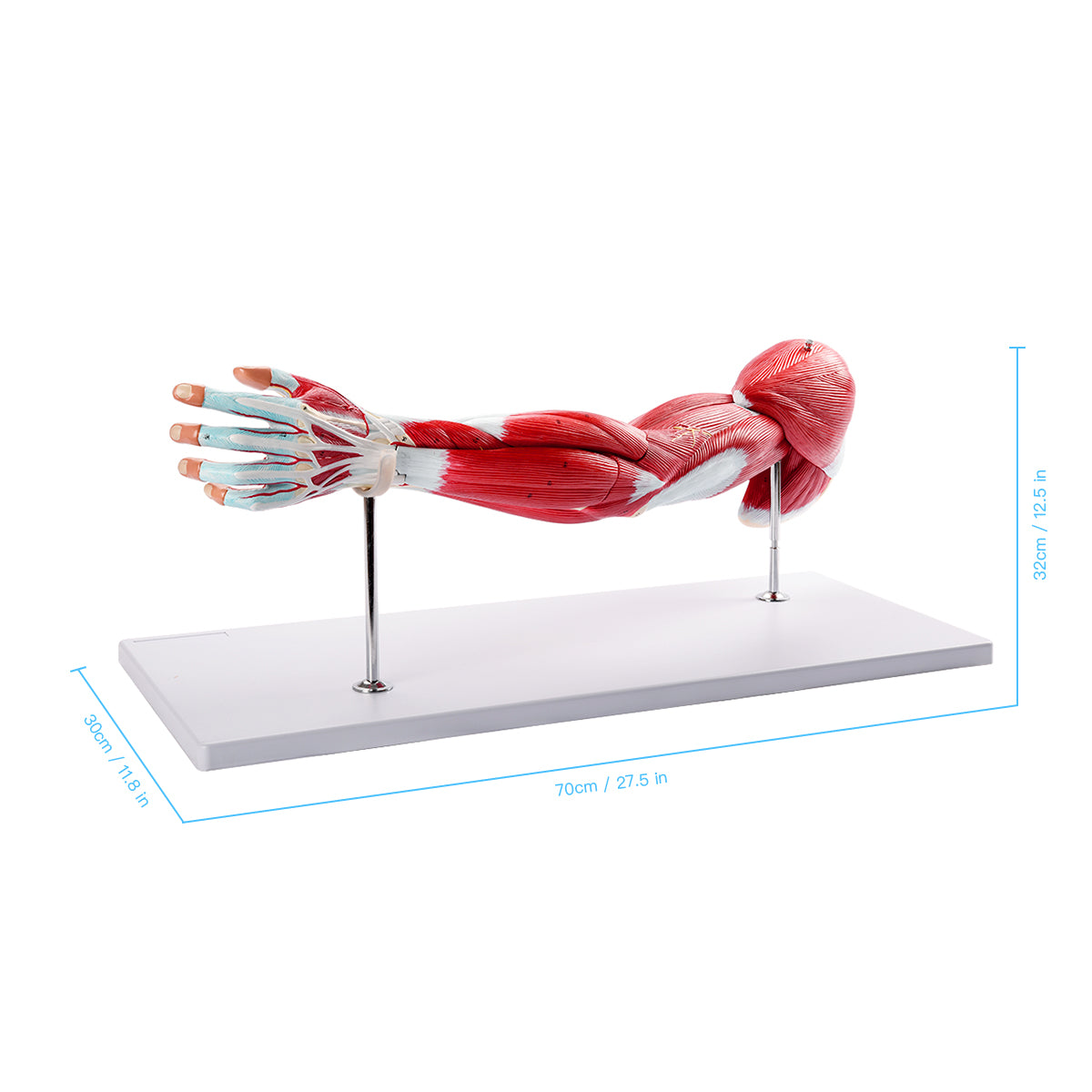 Evotech Scientific Anatomical Muscular Arm Model, Life Size, 7 Parts