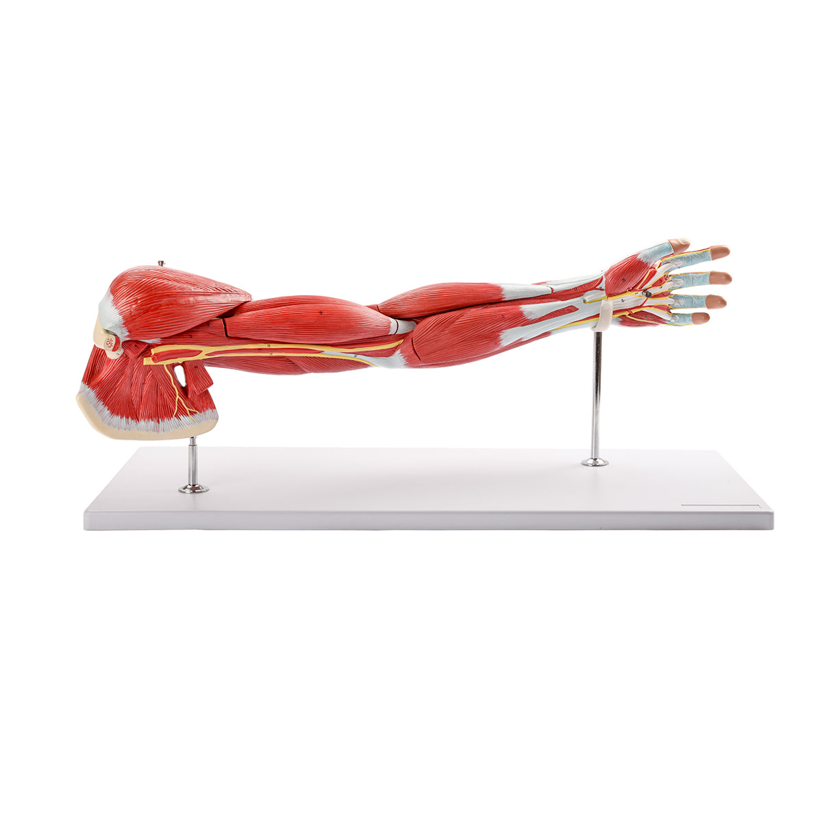 Evotech Scientific Anatomical Muscular Arm Model, Life Size, 7 Parts