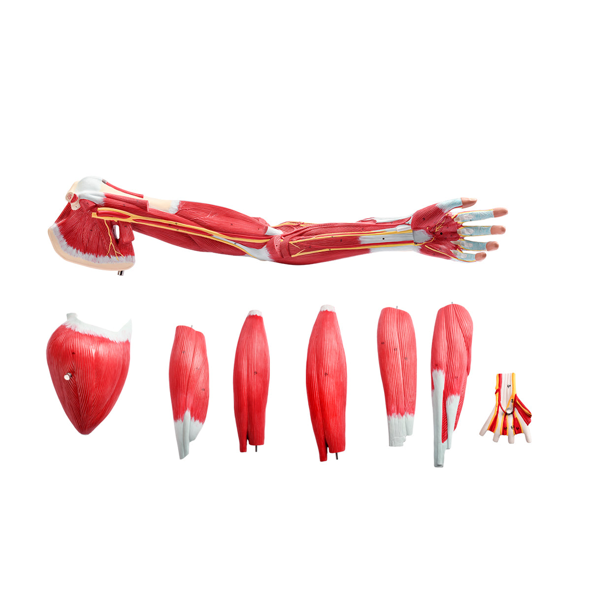 Evotech Scientific Anatomical Muscular Arm Model, Life Size, 7 Parts