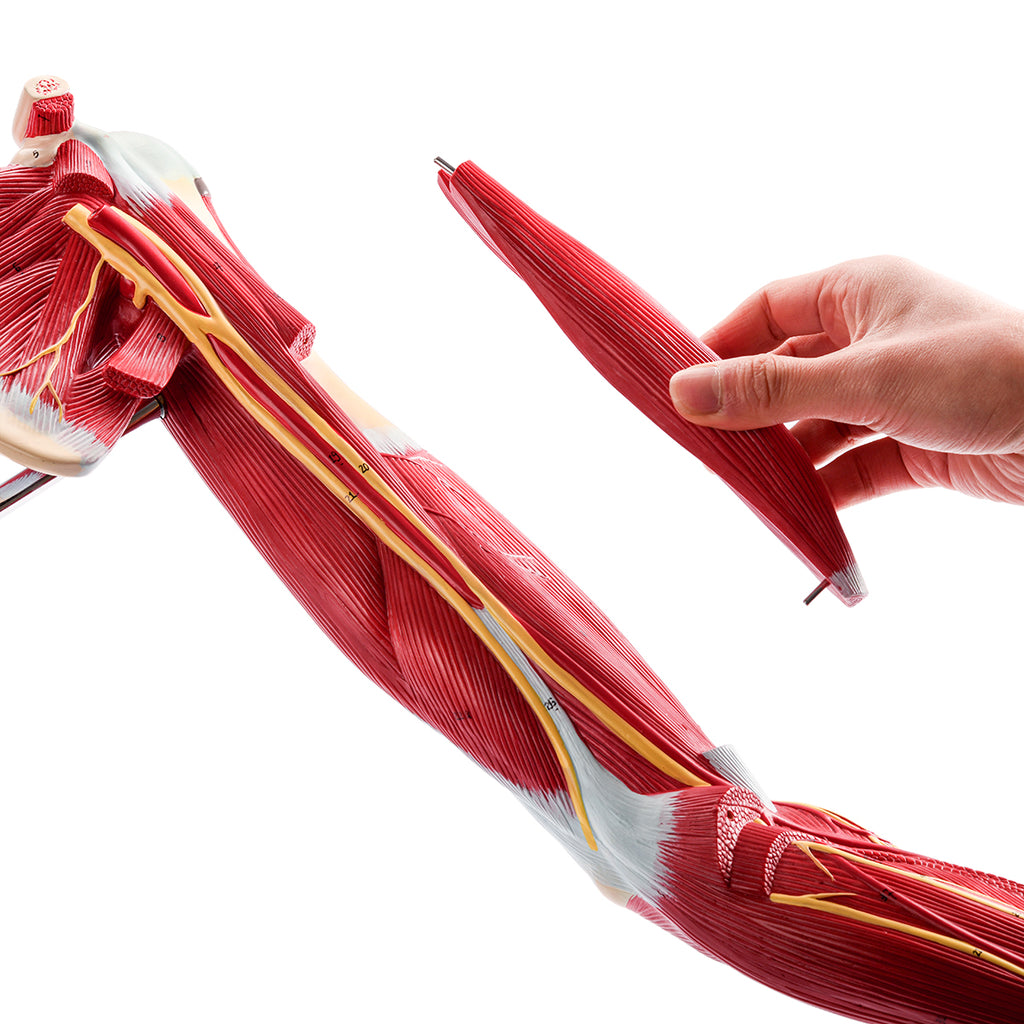 Evotech Scientific Anatomical Muscular Arm Model, Life Size, 7 Parts