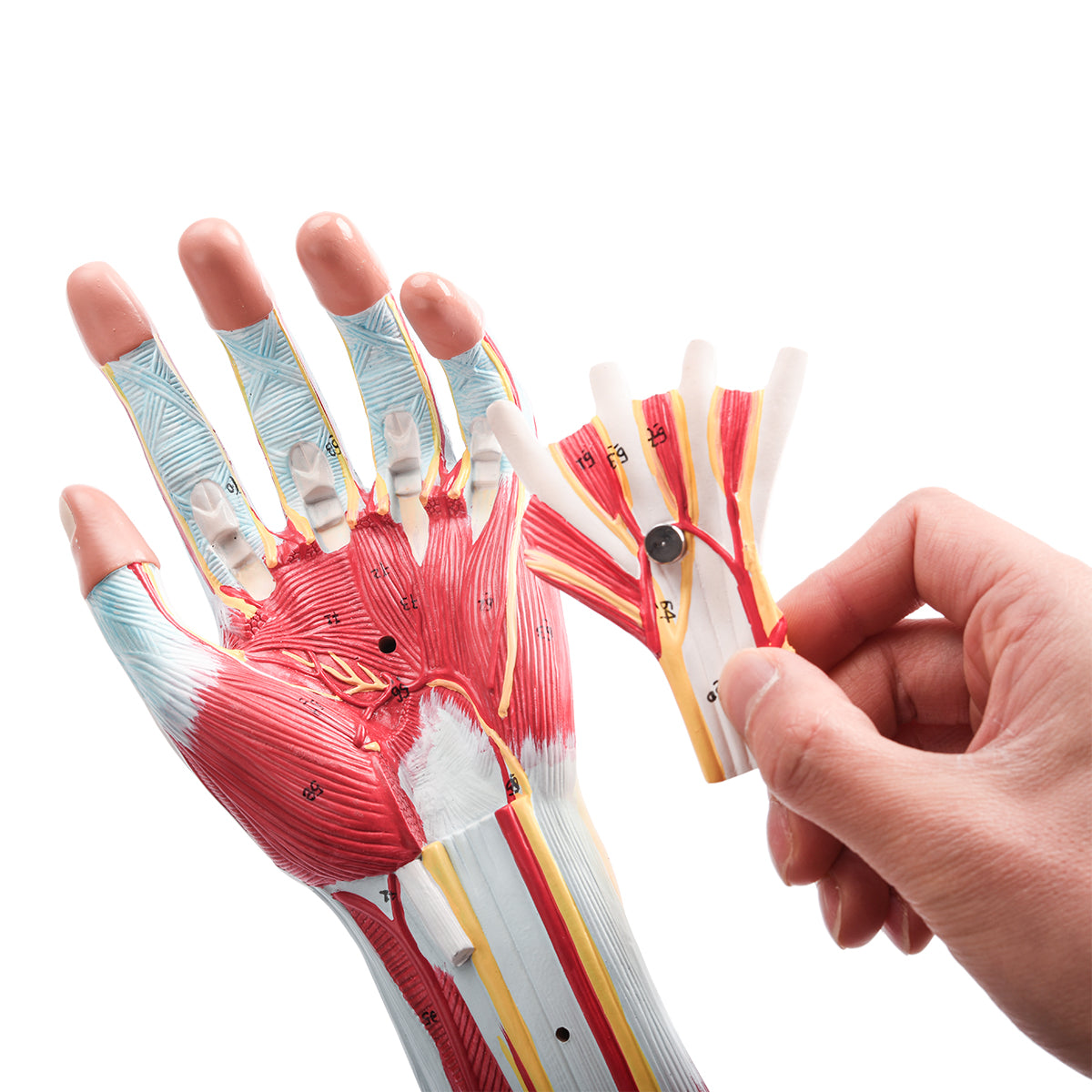 Evotech Scientific Anatomical Muscular Arm Model, Life Size, 7 Parts