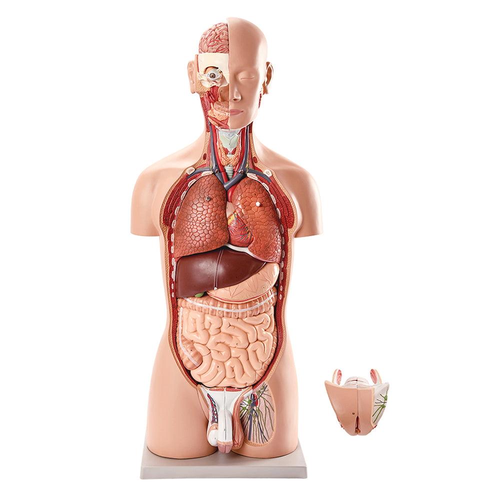 Evotech Scientific Deluxe Dual-Sex Detailed Life-Size Torso Human Body Model with Open Back with 27-Part Removable Human Organs
