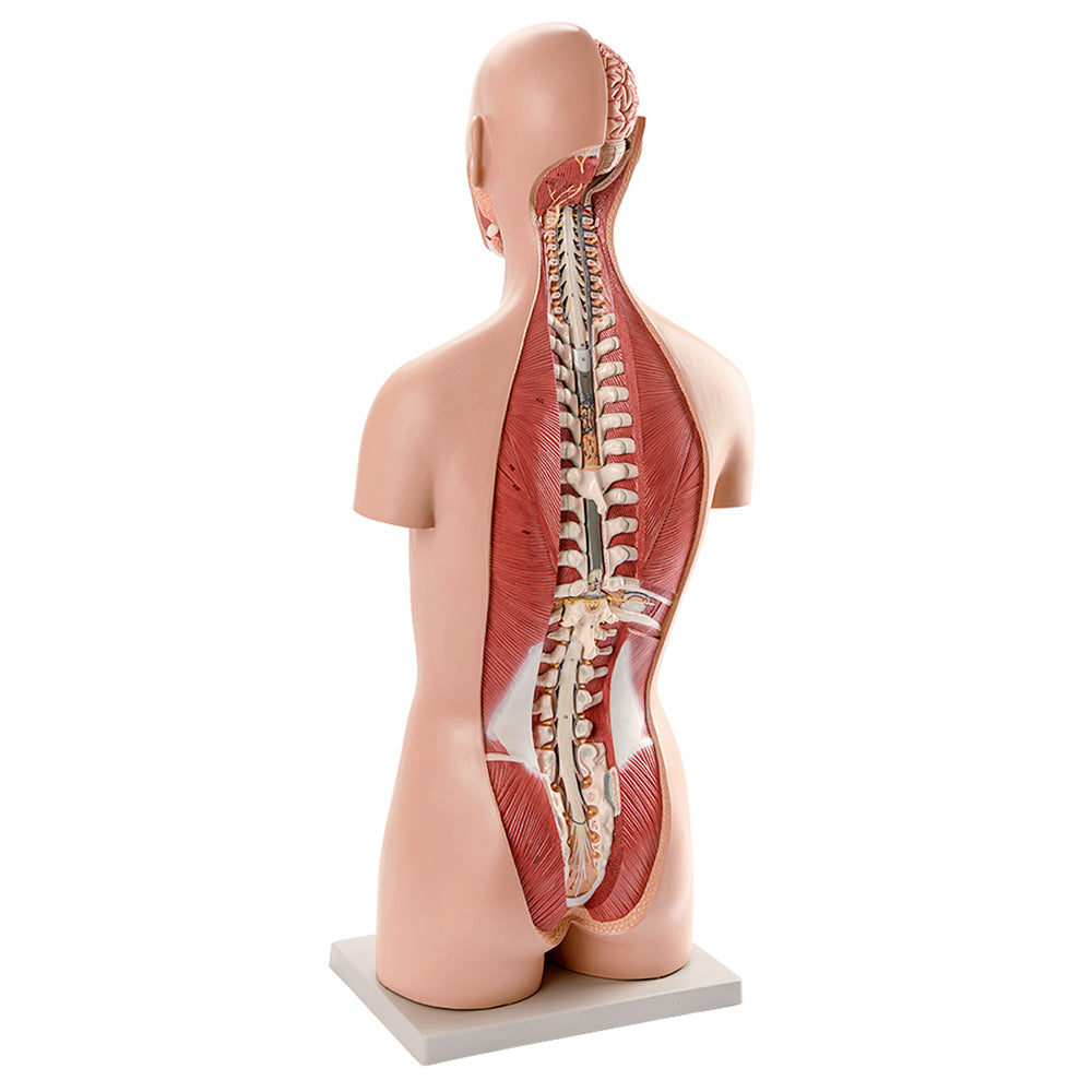 Evotech Scientific Deluxe Dual-Sex Detailed Life-Size Torso Human Body Model with Open Back with 27-Part Removable Human Organs