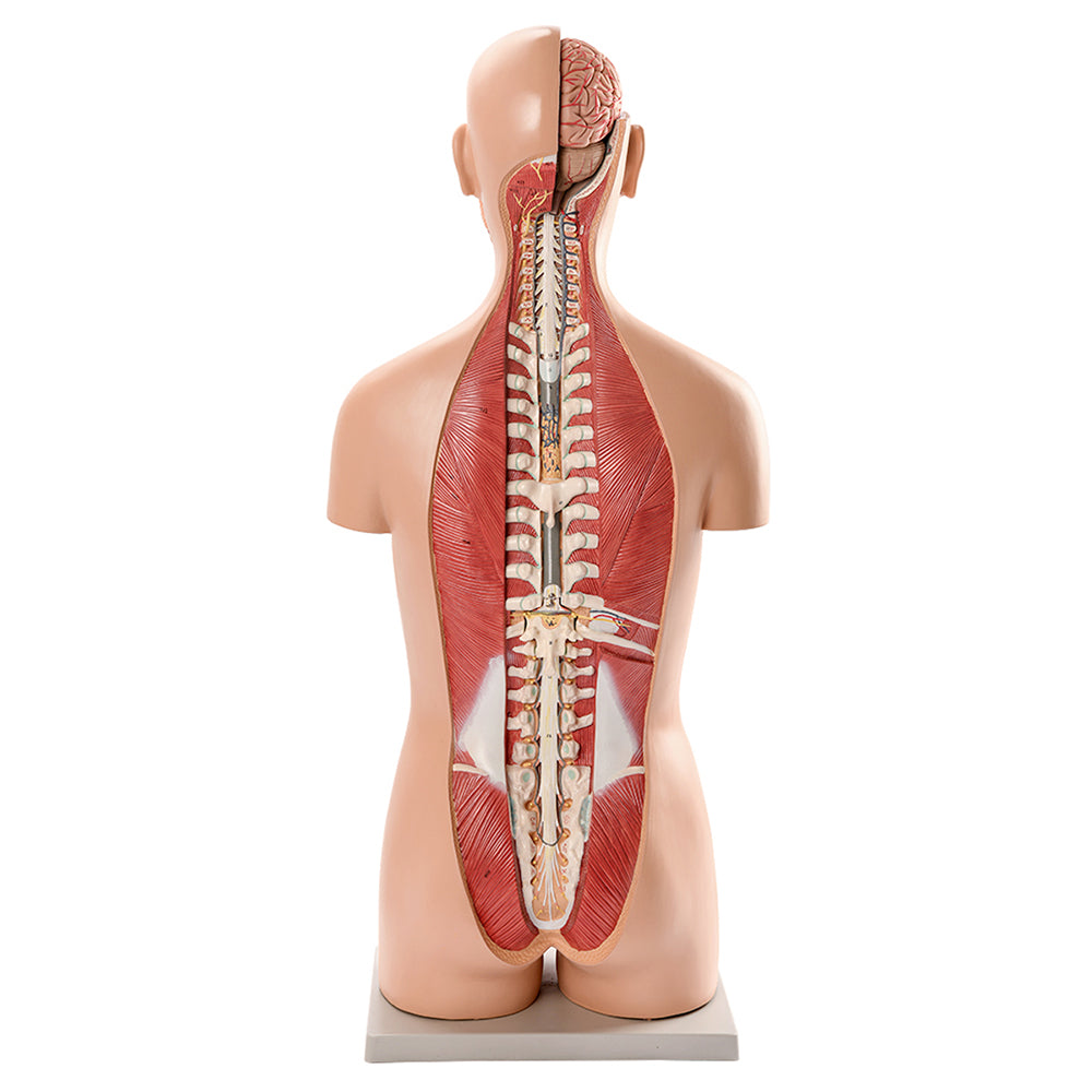 Evotech Scientific Deluxe Dual-Sex Detailed Life-Size Torso Human Body Model with Open Back with 27-Part Removable Human Organs