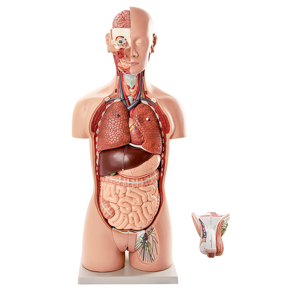 Evotech Scientific Deluxe Dual-Sex Detailed Life-Size Torso Human Body Model with Open Back with 27-Part Removable Human Organs