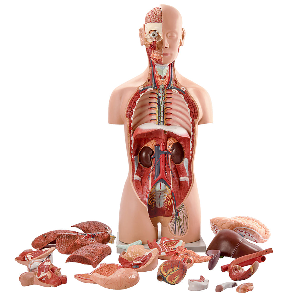 Evotech Scientific Deluxe Dual-Sex Detailed Life-Size Torso Human Body Model with Open Back with 27-Part Removable Human Organs