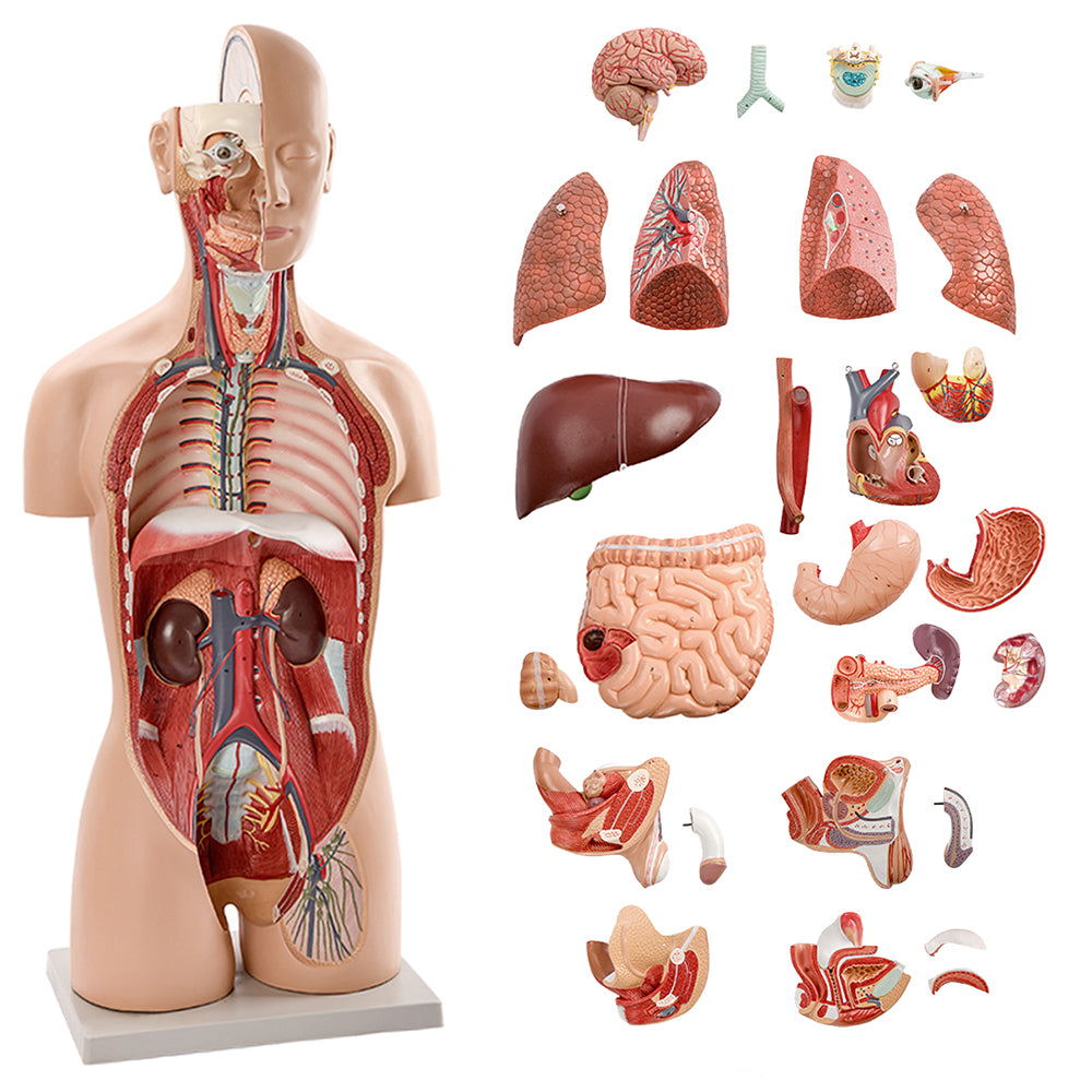 Evotech Scientific Deluxe Dual-Sex Detailed Life-Size Torso Human Body Model with Open Back with 27-Part Removable Human Organs