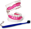 Evotech Scientific Dental Teeth Model with Removable Lower Teeth and Toothbrush, 2 7.05 x 4.76 x 4.49 inches; 8.18 Ounces Times Large Typodont Teeth Model