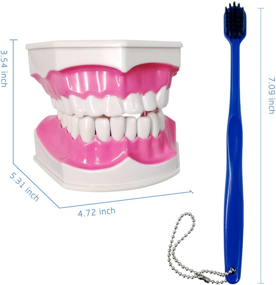 Evotech Scientific Dental Teeth Model with Removable Lower Teeth and Toothbrush, 2 7.05 x 4.76 x 4.49 inches; 8.18 Ounces Times Large Typodont Teeth Model