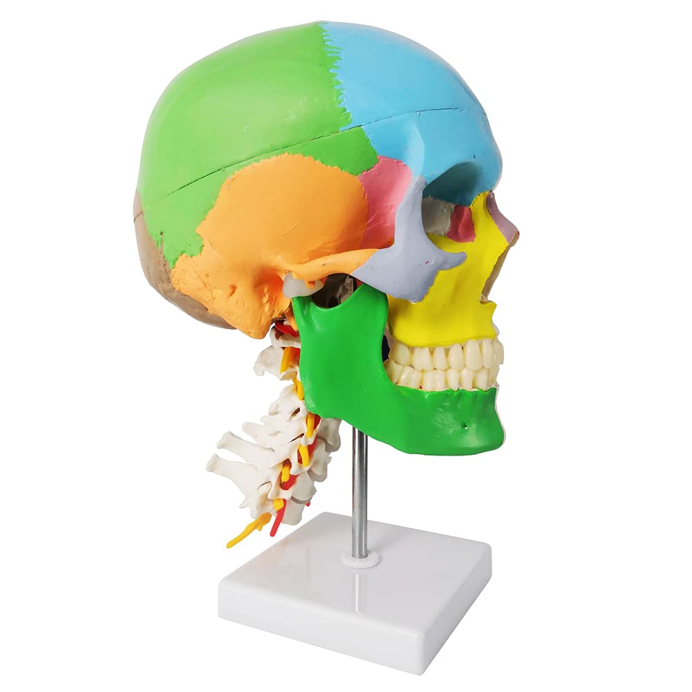 Evotech Scientific Didactic Human Skull Model, with 7 Cervical Vertebrae, Nerve and Artery, W/Muscle Inerstion and Origin Painted and Marked, Supplied with Color Instruction Guide