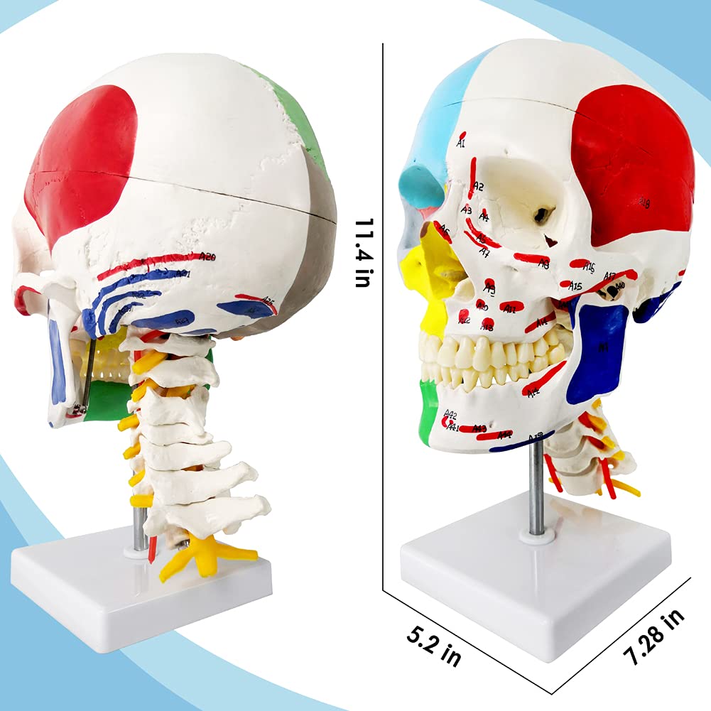Evotech Scientific Didactic Human Skull Model, with 7 Cervical Vertebrae, Nerve and Artery, W/Muscle Inerstion and Origin Painted and Marked, Supplied with Color Instruction Guide