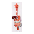 Evotech Scientific Digestive System, Life Size, 2 Parts
