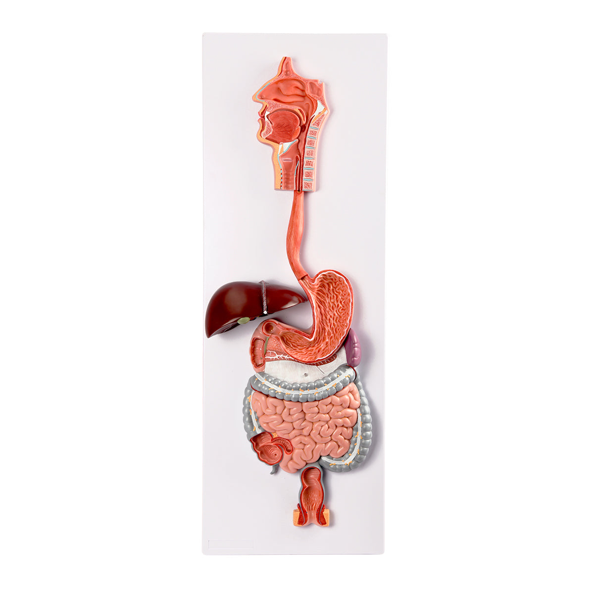 Evotech Scientific Digestive System, Life Size, 2 Parts