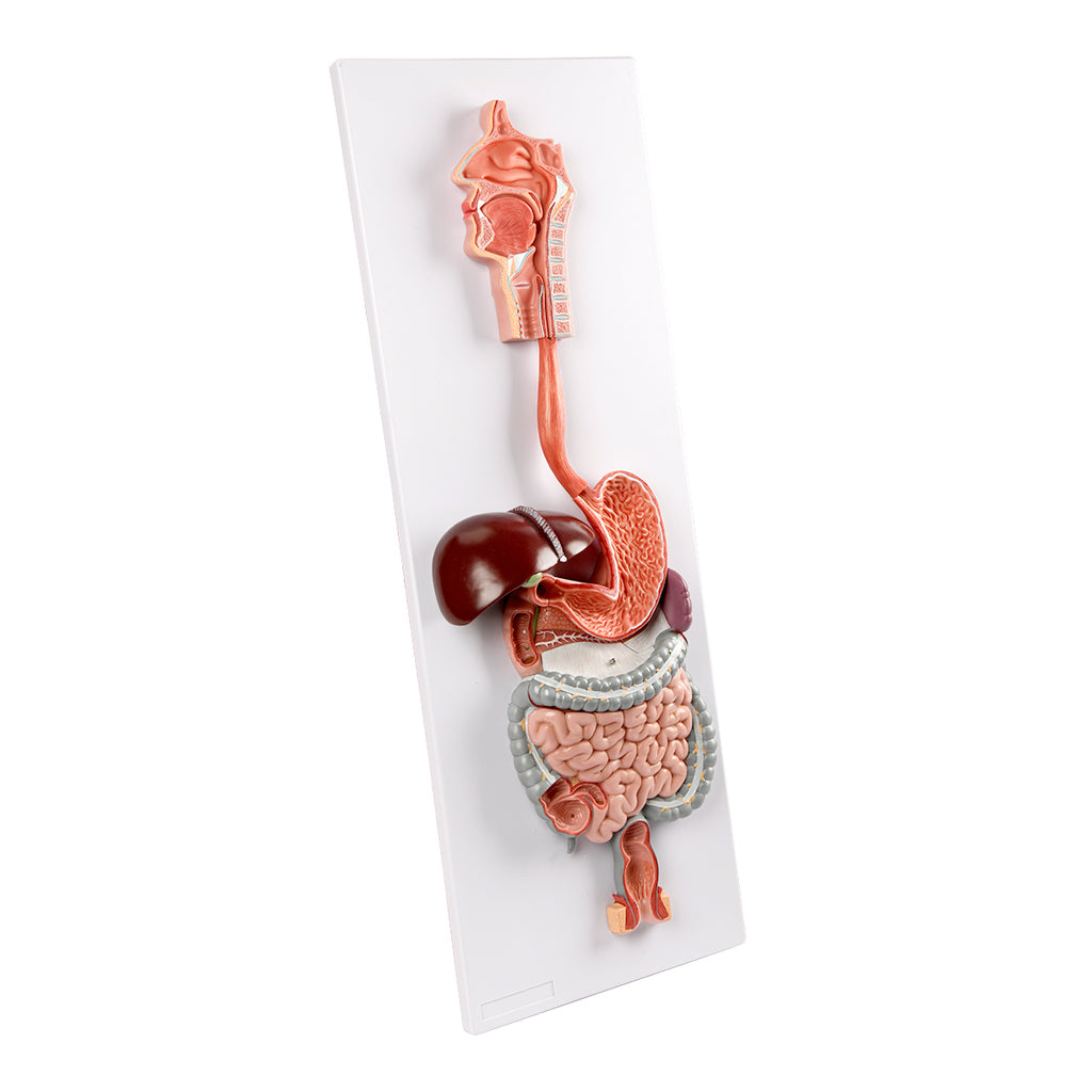 Evotech Scientific Digestive System, Life Size, 2 Parts