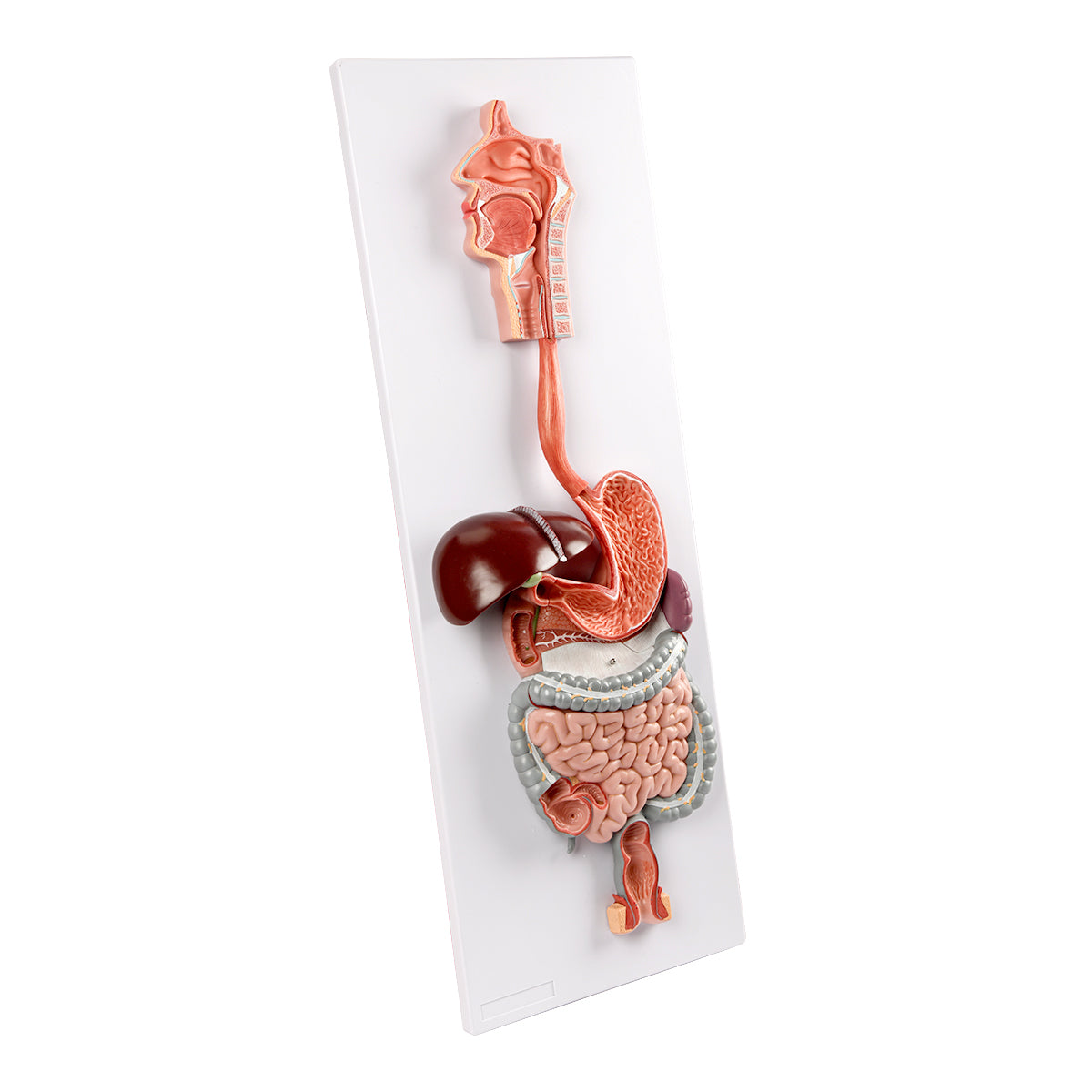 Evotech Scientific Digestive System, Life Size, 2 Parts