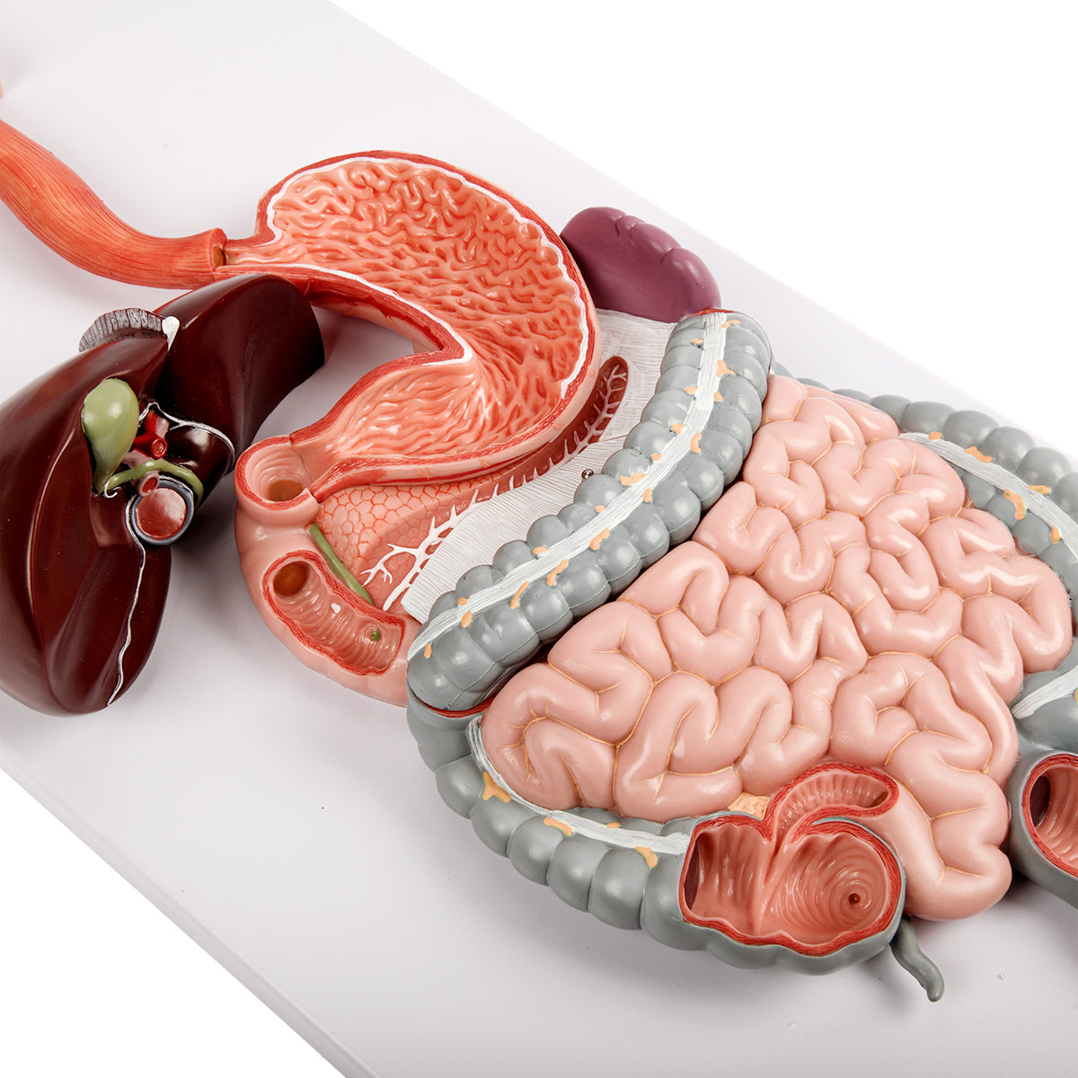 Evotech Scientific Digestive System, Life Size, 2 Parts