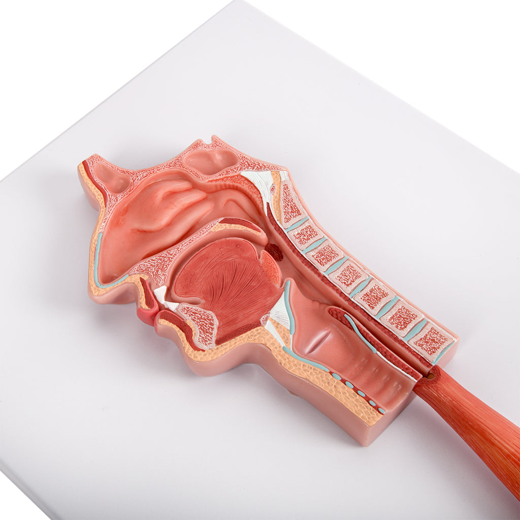 Evotech Scientific Digestive System, Life Size, 2 Parts