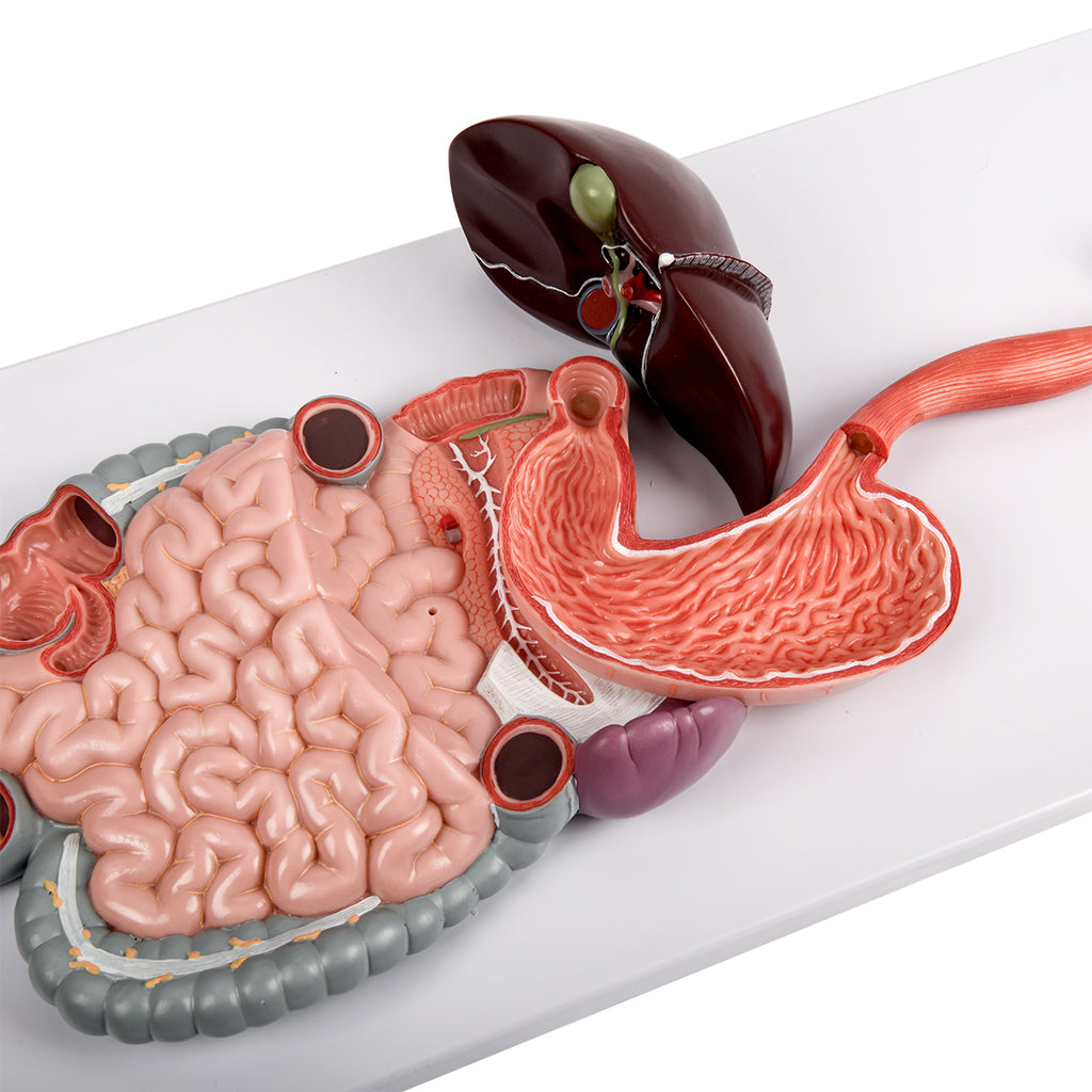 Evotech Scientific Digestive System, Life Size, 2 Parts