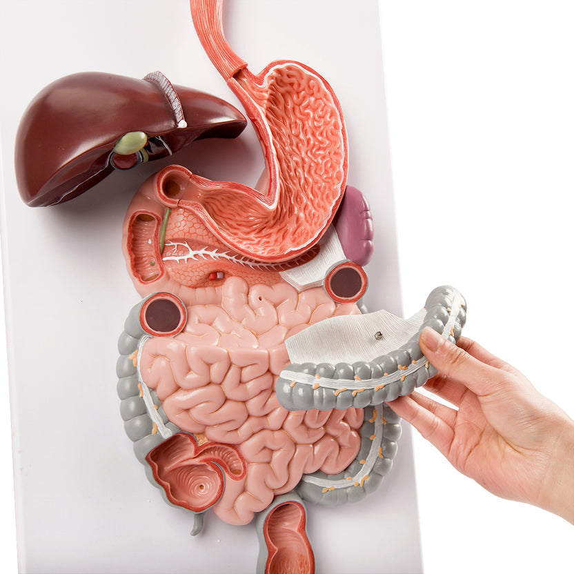 Digesative System Model 100% Anatomically Correct Digestive System Models - EvotechScientific ...