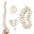 Evotech Scientific Disarticulated Human Spine Model, Life Size 1-24 Spine Model with Sacrum and Coccyx with Intermediate Disc