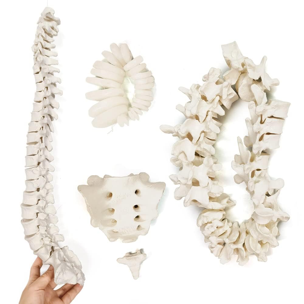 Evotech Scientific Disarticulated Human Spine Model, Life Size 1-24 Spine Model with Sacrum and Coccyx with Intermediate Disc
