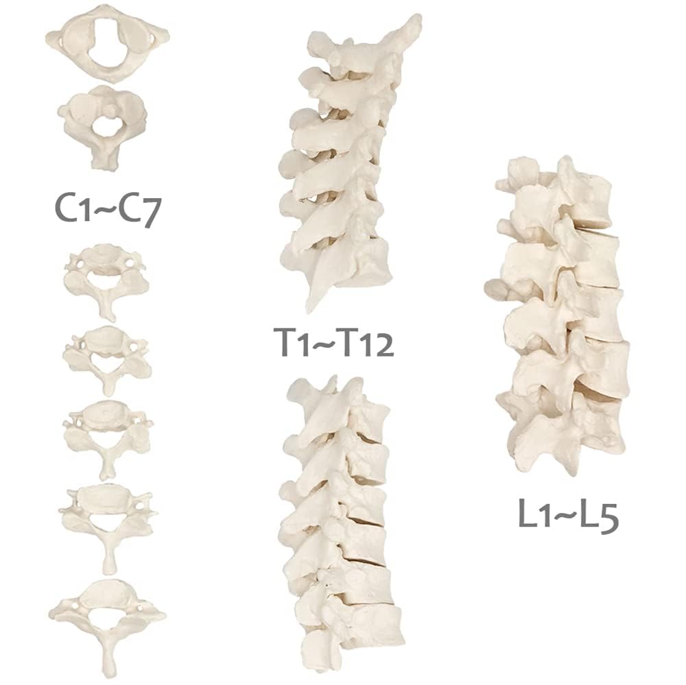 Evotech Scientific Disarticulated Human Spine Model, Life Size 1-24 Spine Model with Sacrum and Coccyx with Intermediate Disc