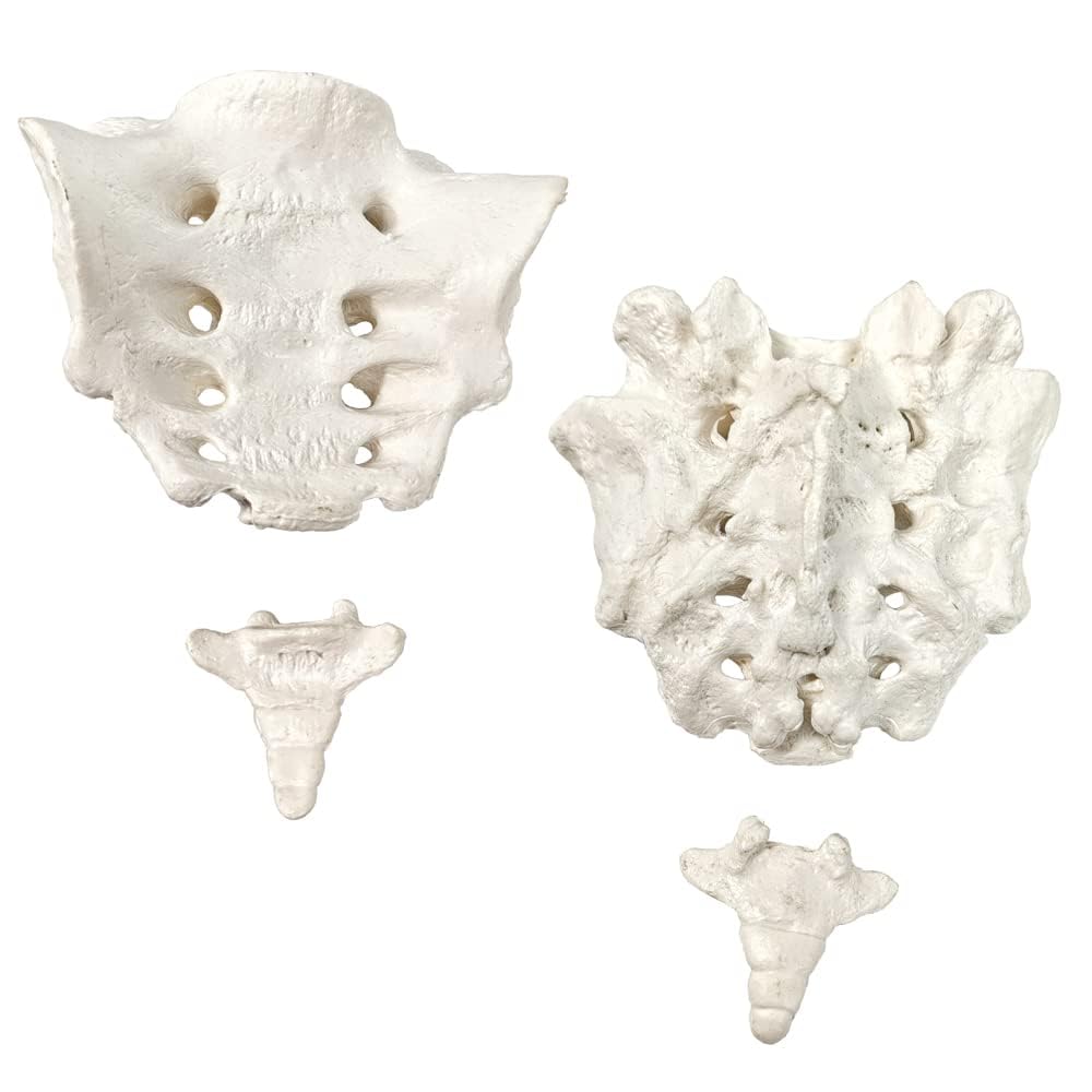 Evotech Scientific Disarticulated Human Spine Model, Life Size 1-24 Spine Model with Sacrum and Coccyx with Intermediate Disc