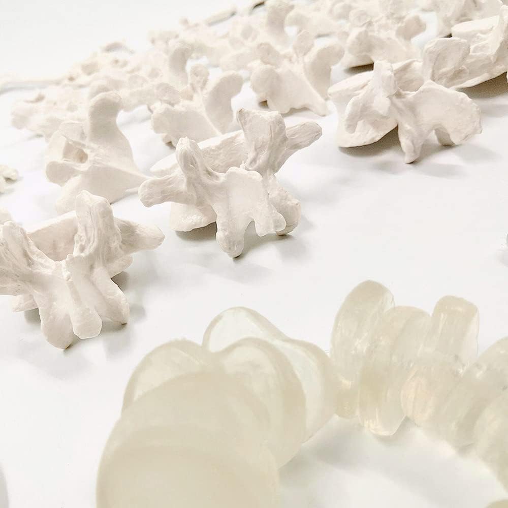 Evotech Scientific Disarticulated Human Spine Model, Life Size 1-24 Spine Model with Sacrum and Coccyx with Intermediate Disc