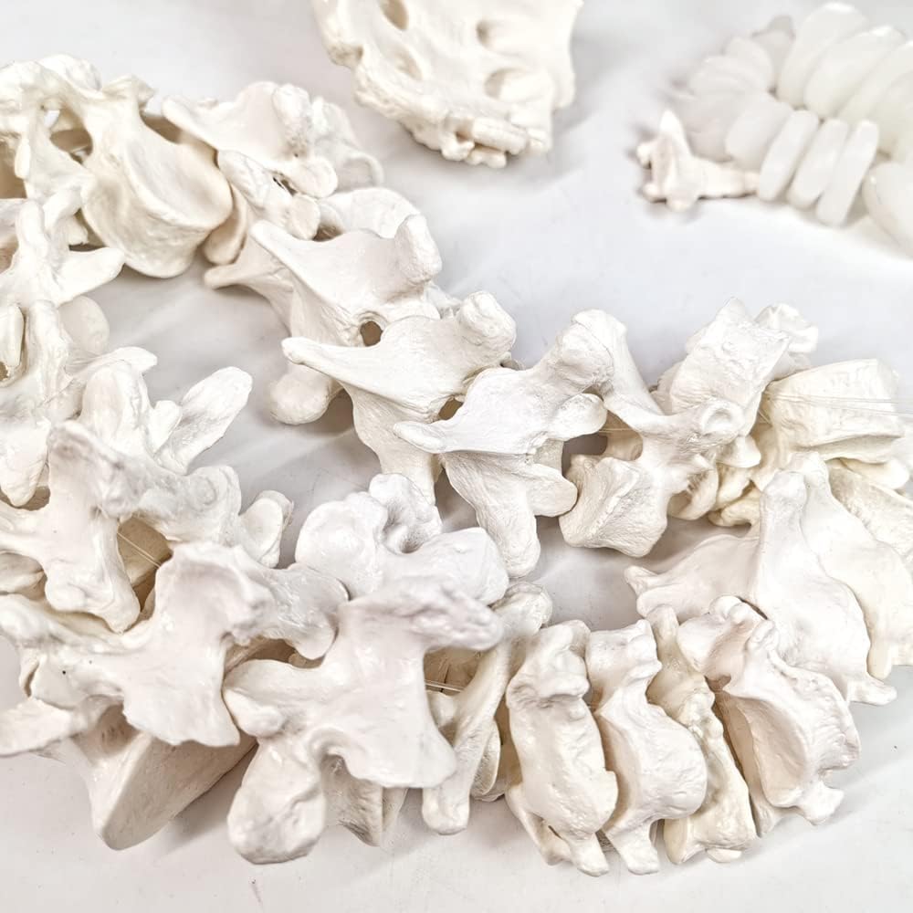 Evotech Scientific Disarticulated Human Spine Model, Life Size 1-24 Spine Model with Sacrum and Coccyx with Intermediate Disc