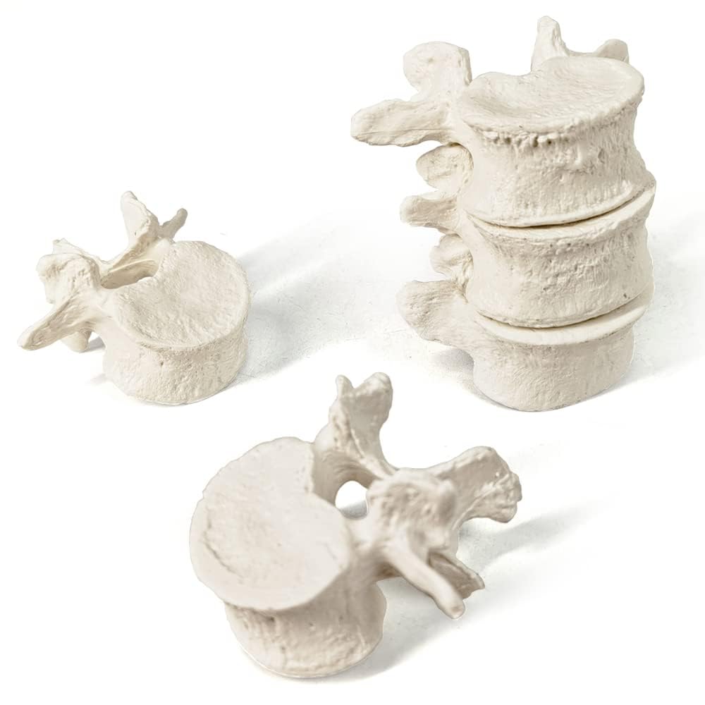 Evotech Scientific Disarticulated Human Spine Model, Life Size 1-24 Spine Model with Sacrum and Coccyx with Intermediate Disc