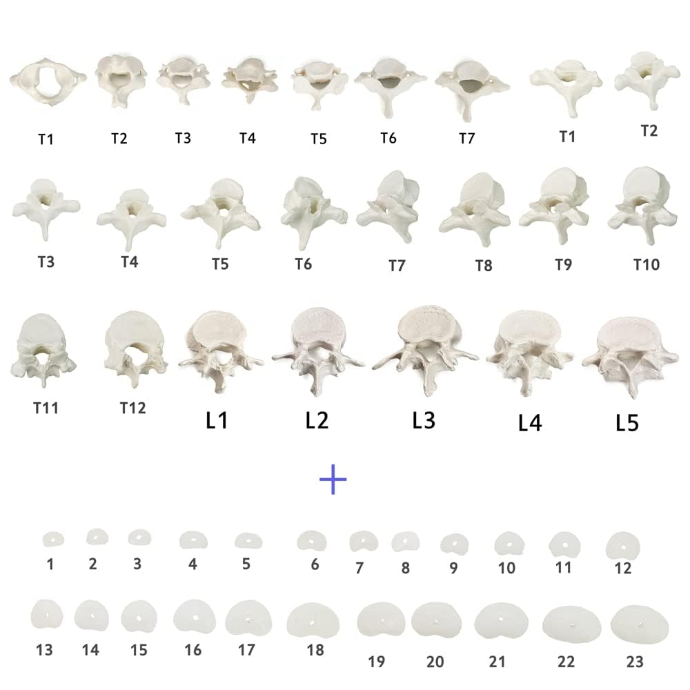 Evotech Scientific Disarticulated Human Spine Model, Life Size 1-24 Spine Model with Sacrum and Coccyx with Intermediate Disc