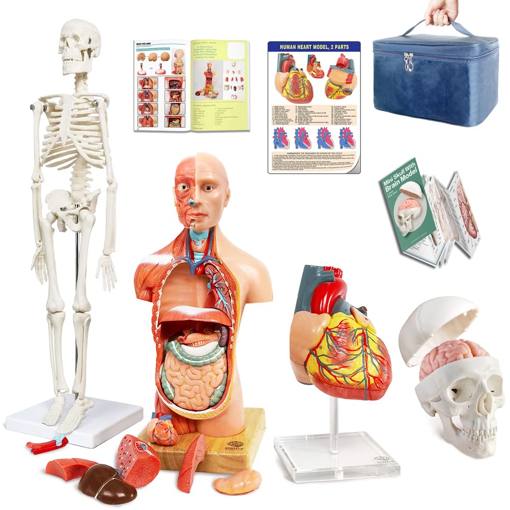 Evotech Human Body, Skeleton, Heart, Half Size Skull with Brain Models-Best Anatomy Model Bundle Set of 4 Hands-on 3D Model Study Tools for Medical Student or as Educational Kit for Kids
